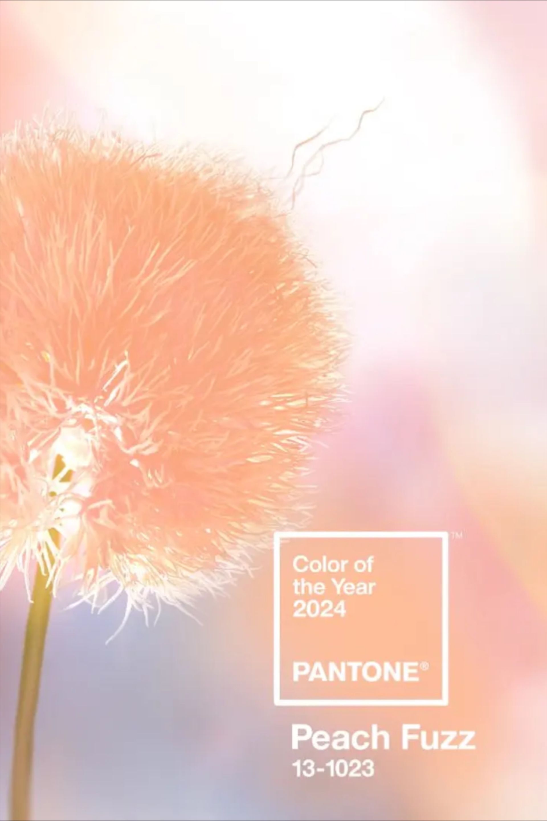 Everything’s Just Peachy; Pantone’s 2025 Color of the Year Is Peach